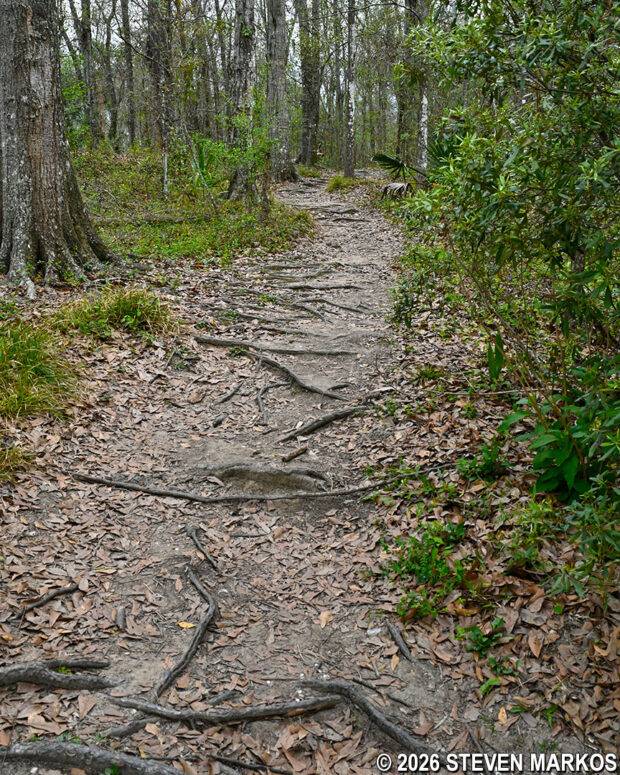 Tree roots across the path of the Twin Canals Trail in the Barataria Preserve, part of Jean Lafitte National Historical Park and Preserve