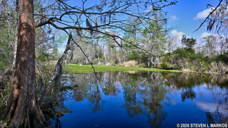 View of the northside canal along the Twin Canals Trail, Jean Lafitte National Historical Park and Preserve