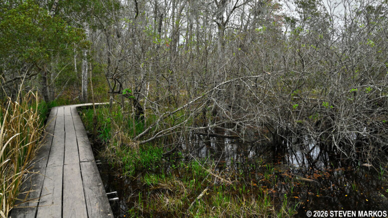Wooden plank bridge on the Twin Canals Trail, Jean Lafitte National Historical Park and Preserve