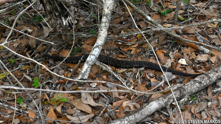 Snake slithering along the path of the Twin Canals Trail, Jean Lafitte National Historical Park and Preserve