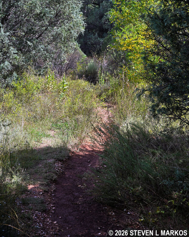Short segment of the Glorieta Battlefield Trail that is a narrow and overgrown footpath, Pecos National Historical Park