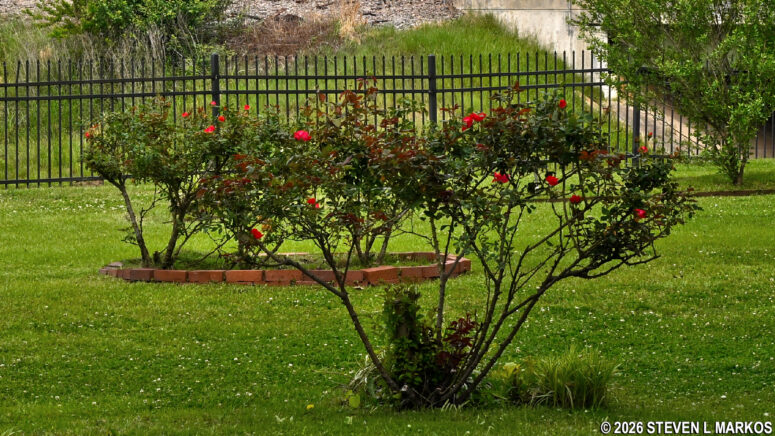 Roses planted in the Virginia Clinton Kelley Memorial Garden, President William Jefferson Clinton Birthplace Home National Historic Site