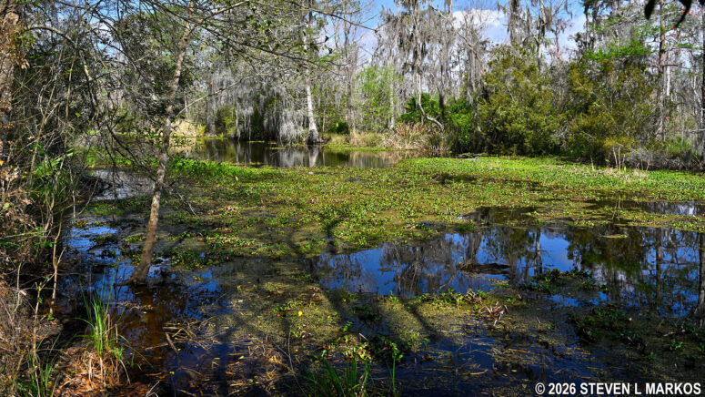 Northern Twin Canal in early March, Jean Lafitte National Historical Park and Preserve