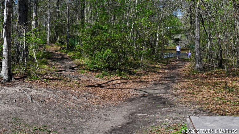 Path to the Twin Canals Trail (left) and canoe launch (right) in the Barataria Preserve, part of Jean Lafitte National Historical Park and Preserve