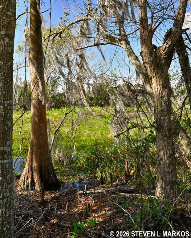 Overgrown southside canal along the Twin Canals Trail in the Barataria Preserve, Jean Lafitte National Historical Park and Preserve