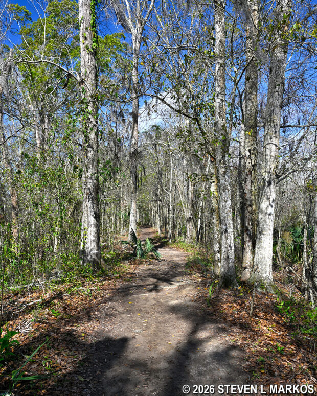 Smooth section of the Twin Canals Trail in the Barataria Preserve, Jean Lafitte National Historical Park and Preserve