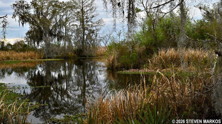 Open water of the canal at the end of the Twin Canals Trail in the Barataria Preserve, Jean Lafitte National Historical Park and Preserve