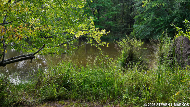 View of the northwestern shore of the Star Fort Pond from the Fisherman's Trail at Ninety Six National Historic Site