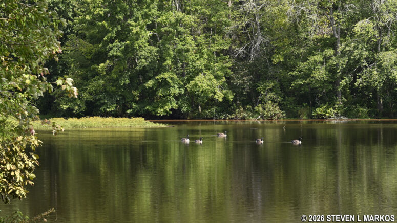 Geese on the Star Fort Pond, Ninety Six National Historic Site