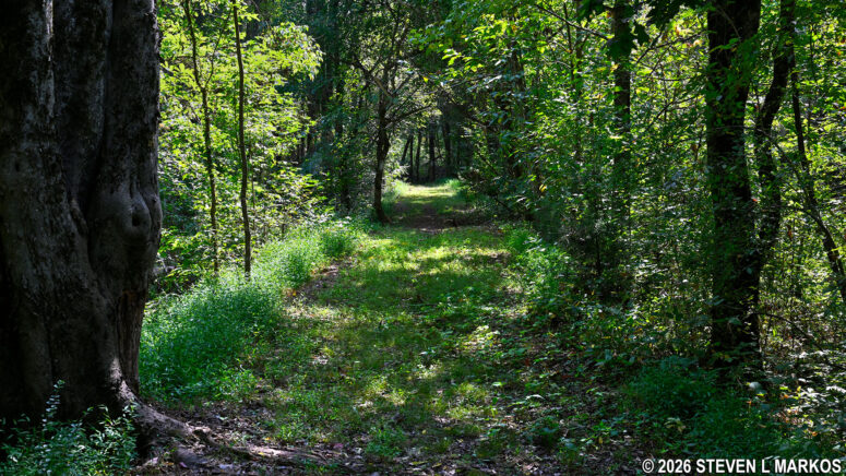 Wooded section of the Fisherman's Trail at the northern end of the Star Fort Pond, Ninety Six National Historic Site